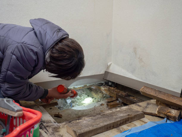 Mold Remediation for Vacation Homes in Wayne, IL